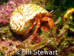 Hermit Crab taken while diving an off-shore reef at Hayam... by Bill Stewart 